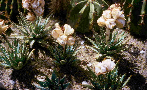 aloe longistyla owoce